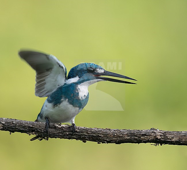 Cerulean Kingfisher, Alcedo coerulescens, on Jave, Indonesia. stock-image by Agami/Dustin Chen,