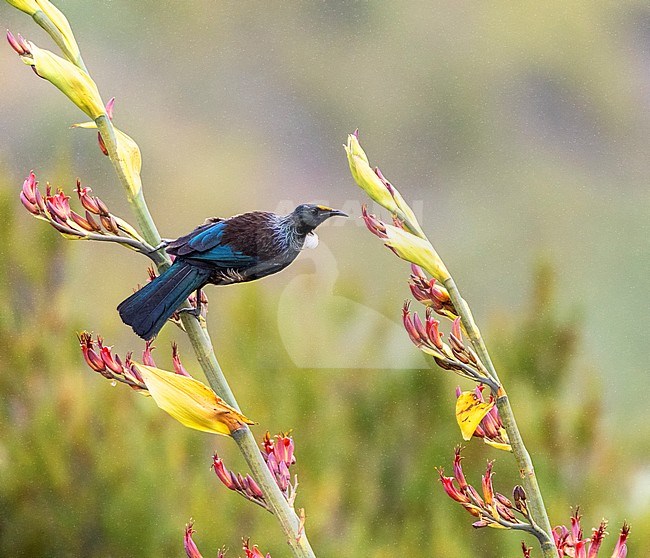 Chatham Island Tui (Prosthemadera novaeseelandiae chathamensis) on the main island of the Chatham Islands. Perched on a stem of a tropical plant during light rain. stock-image by Agami/Marc Guyt,