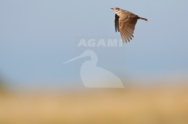 Kuifleeuwerik, Common Crested Lark, Galerida cristata stock-image by Agami/Marc Guyt,