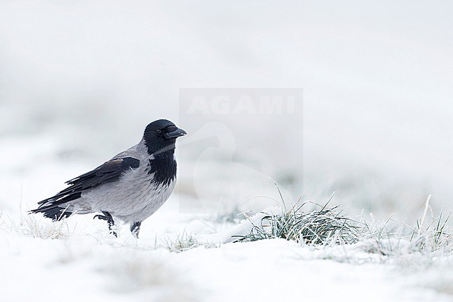Hooded Crow (Corvus cornix ssp. cornix) Germany in snow stock-image by Agami/Ralph Martin,