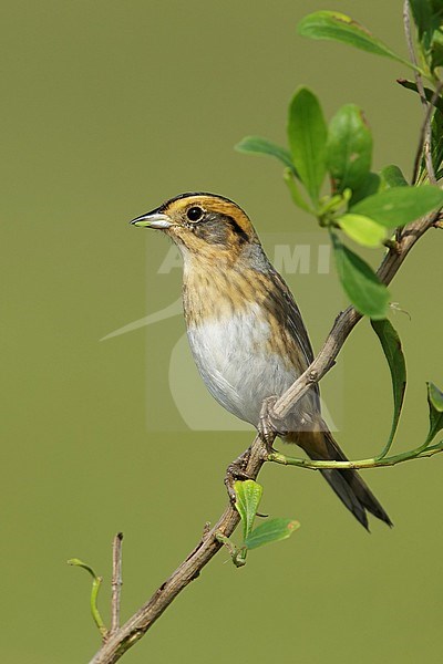 Nelson's Sparrow (Ammodramus nelsoni) perched in its breeding habitat, undisturbed marshes. stock-image by Agami/Brian E Small,