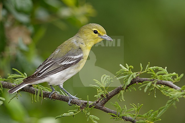 Adult
Galveston Co., TX
May 2014 stock-image by Agami/Brian E Small,