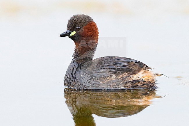 Little Grebe (Tachybaptus ruficollis), adult in the water) stock-image by Agami/Saverio Gatto,
