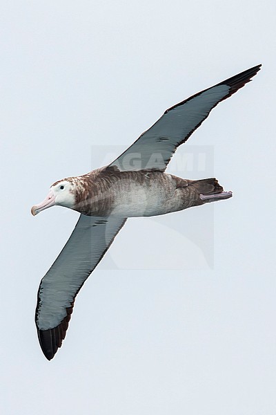 Tristan albatross (Diomedea dabbenena) at sea in the southern Atlantic Ocean. Immature. stock-image by Agami/Steve Howell,