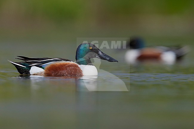 Northern Shoveler (Anas clypeata), side view of an adult male swimming in a pond, Campania, Italy stock-image by Agami/Saverio Gatto,