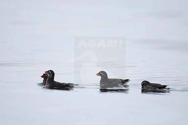 Papegaaialk zwemmend; Parakeet Auklet swimming stock-image by Agami/Harvey van Diek,
