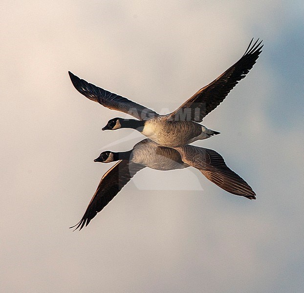 Two Greater Canada Geese (Branta canadensis canadensis) in flight over lake Starrevaart in the Netherlands. stock-image by Agami/Marc Guyt,