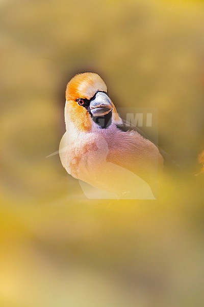 Hawfinch, Coccothraustes coccothraustes stock-image by Agami/Wil Leurs,