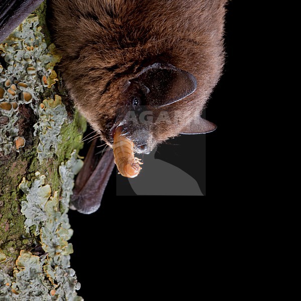 Gewone Dwergvleermuis op een steen; Common Pipistrelle perched on a stone stock-image by Agami/Theo Douma,
