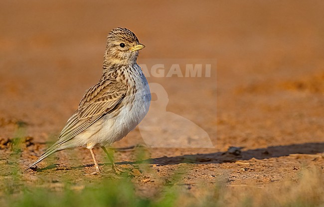  stock-image by Agami/Eduard Sangster,