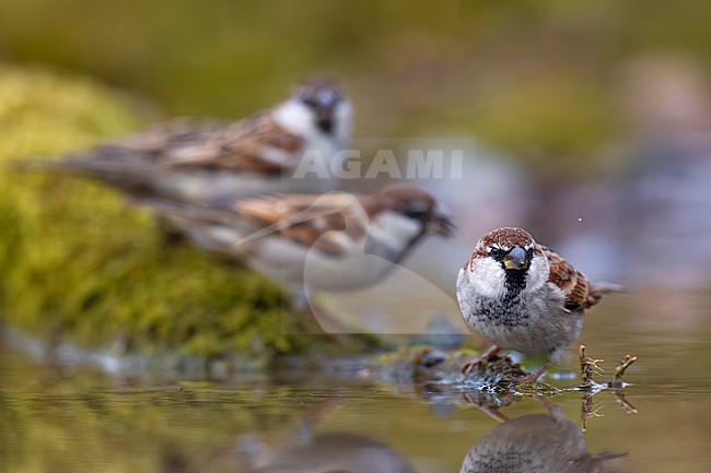 Male Italian Sparrow (Passer italiae) in Italy. stock-image by Agami/Daniele Occhiato,