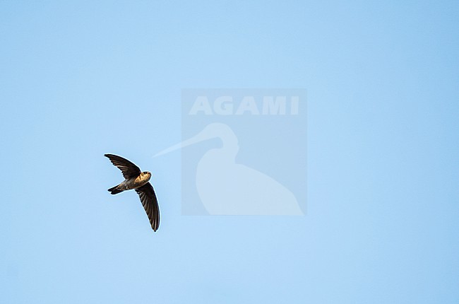 Germain's Swiftlet (Aerodramus fuciphagus germani) in Vietnam. Subspecies of edible-nest swiftlet, also known as the white-nest swiftlet. stock-image by Agami/Pete Morris,