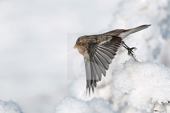 Twite (Carduelis flavirostris flavirostris), side view of bird taking off from frosty plant stock-image by Agami/Kari Eischer,