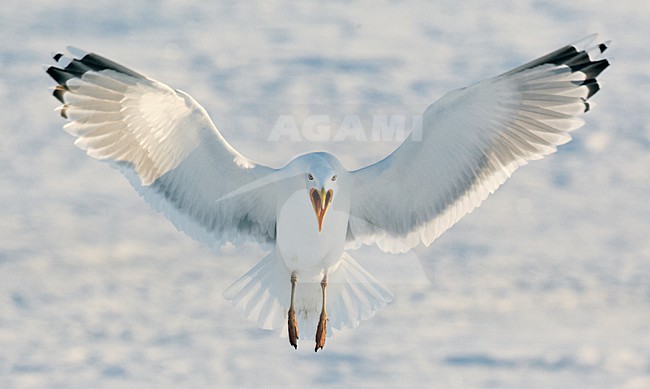 Zilvermeeuw in de vlucht; European Herring Gull in flight stock-image by Agami/Markus Varesvuo,