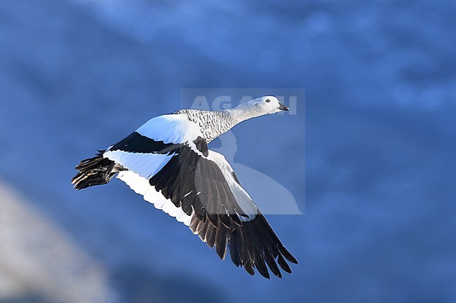Male Upland Goose, Chloephaga picta, in flight in Patagonia, Argentina. stock-image by Agami/Laurens Steijn,
