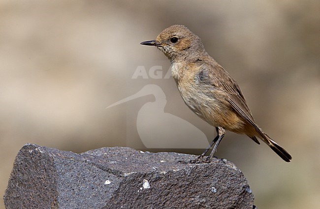 manual updated stock-image by Agami/Daniele Occhiato,