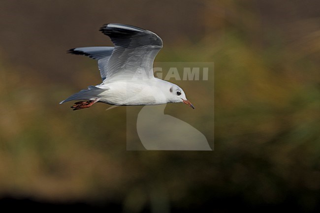 Gabbiano comune; Common Black-headed Gull; Croicocephalus ridibu stock-image by Agami/Daniele Occhiato,