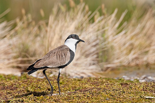 Adult Spur-winged Plover (Vanellus spinosus) in Israel stock-image by Agami/Marc Guyt,