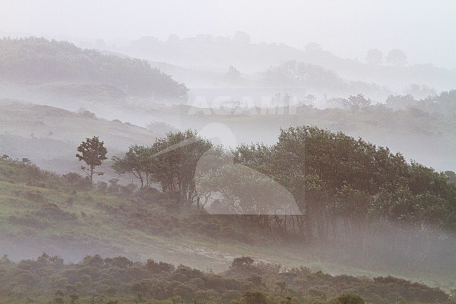 Mist over Berkheide, Fog over Berkheide stock-image by Agami/Menno van Duijn,
