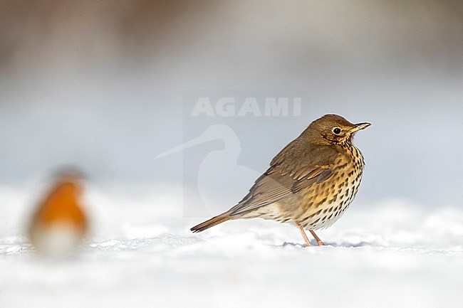 Song Thrush (Turdus philomelos) wintering in Katwijk, Netherlands. Robin standing in the front. stock-image by Agami/Marc Guyt,