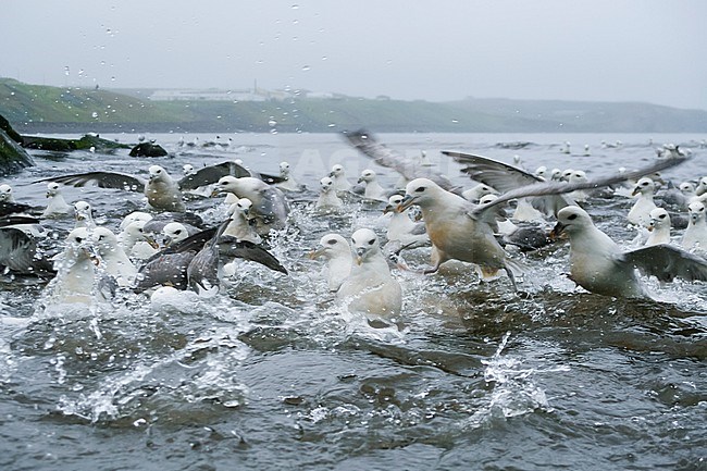 Gathering of Northern Fulmars - Eissturmvogel - Fulmarus glacialis ssp. audubonii, Iceland, adults stock-image by Agami/Ralph Martin,