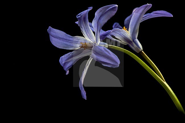 Glory of the snow, Chionodoxa luciliae stock-image by Agami/Wil Leurs,