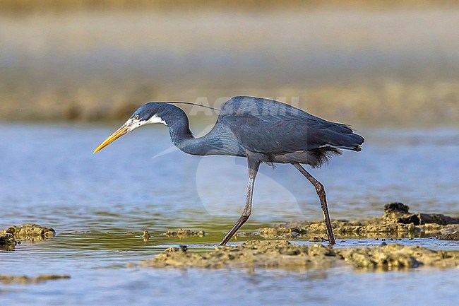 Dark morph adult Western Reef Heron walking on Hamata shore in Egypt, Red Sea. May 24, 2014. stock-image by Agami/Vincent Legrand,