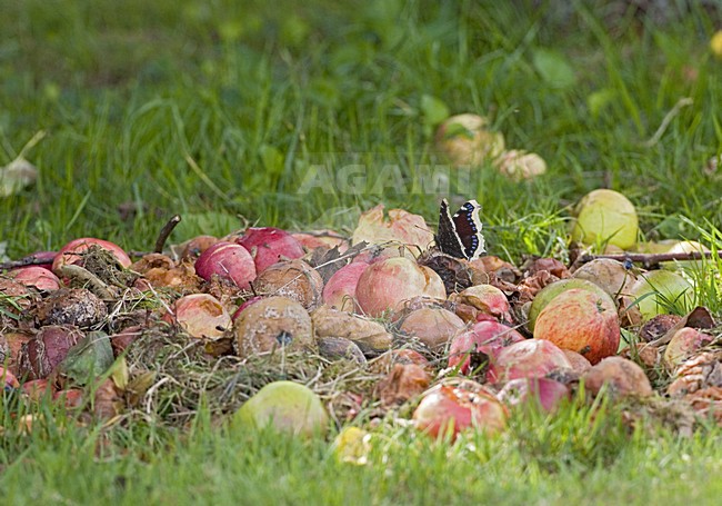  stock-image by Agami/Marc Guyt,