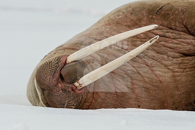 Close view of an Atlantic walrus, Odobenus rosmarus, resting on ice. Vibebukta, Austfonna,  Nordaustl, Svalbard, Norway stock-image by Agami/Sergio Pitamitz,
