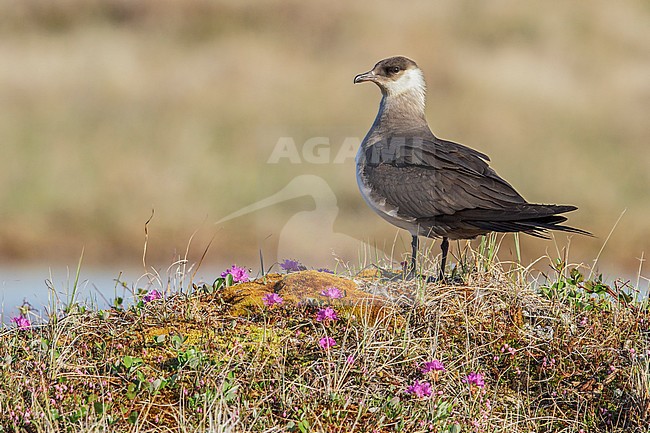 Parasitic Jaeger (Stercorarius parasiticus) on the tundra near Churchill, Manitoba, Canada. stock-image by Agami/Glenn Bartley,
