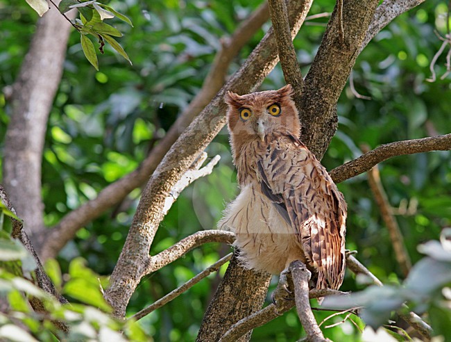 Filippijnse Oehoe zittend in boom,  Philippine Eagle-Owl perched in tree stock-image by Agami/Pete Morris,