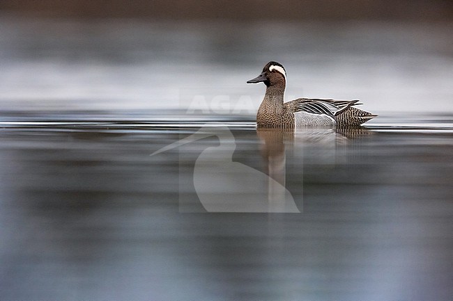 Male Garganey (Spatula querquedula) in Italy. Swimming on a lake during spring migration. stock-image by Agami/Daniele Occhiato,