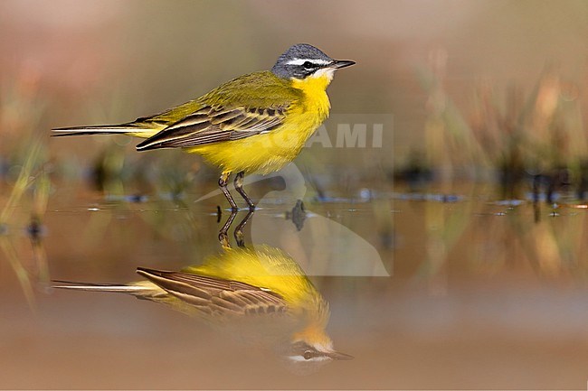 Spring male Blue-headed Wagtail (Mortacilla flava flava) in Italy. stock-image by Agami/Daniele Occhiato,