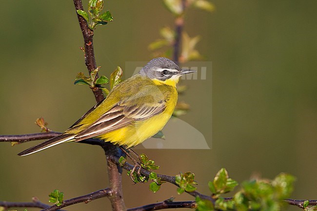 Blue-headed Wagtail - Wiesen-Schafstelze - Motacilla flava ssp. flava, Germany, adult male stock-image by Agami/Ralph Martin,