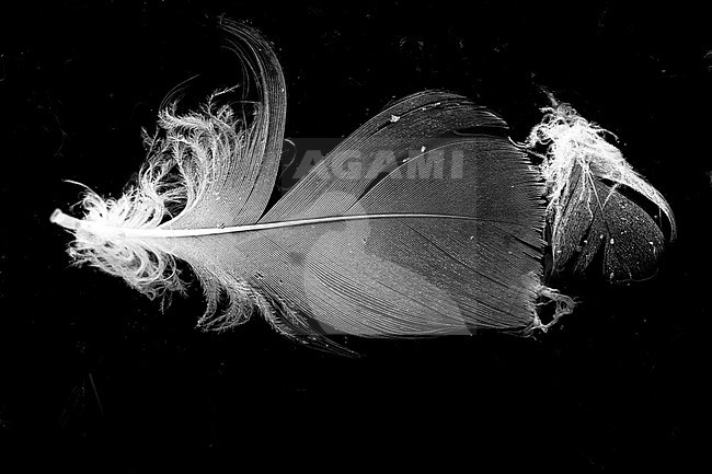 Feathers floating on the water stock-image by Agami/Wil Leurs,