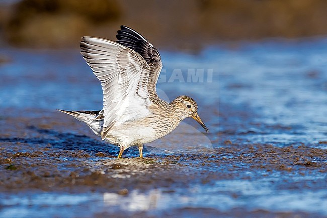 Juvenile Pectoral Sandpiper (Calidris melanotos) trying to stay steady on mudflat in Cabo da Praia, Terceira, Azores, Portugal. October 3, 2018. stock-image by Agami/Vincent Legrand,