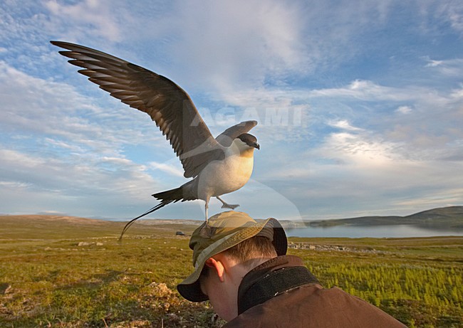 Kleinste Jager in broedgebied zittend op hoofd fotograaf; Long-tailed Skua  in breeding habitat sitting on head photographer stock-image by Agami/Jari Peltomäki,