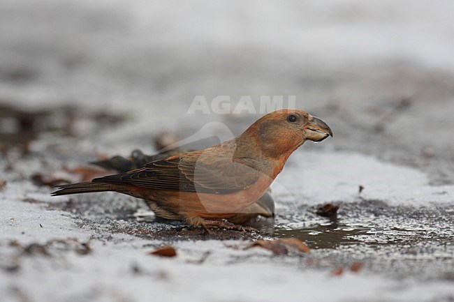 Parrot Crossbill drinking; Grote Kruisbek drinkend stock-image by Agami/Chris van Rijswijk,