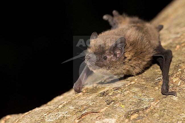 Soprano's pipistrelle is sitting on a tree stock-image by Agami/Theo Douma,