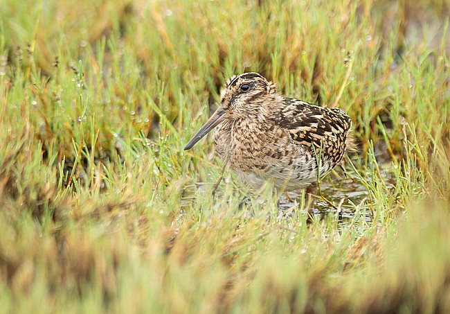 Juvenile Puna Snipe (Gallinago andina andina) (subspecies) standing in grassland in Cusco, Peru, South-America. stock-image by Agami/Steve Sánchez,