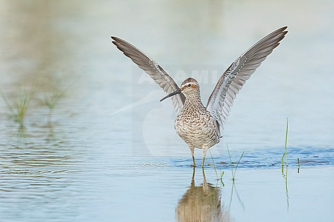 Adult breeding 
Galveston Co., TX
May 2023 stock-image by Agami/Brian E Small,