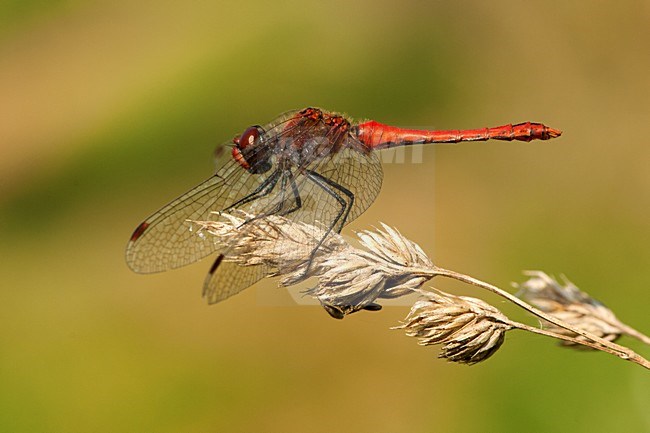 Mannetje Bloedrode heidelibel, Male Sympetrum sanguineum stock-image by Agami/Wil Leurs,