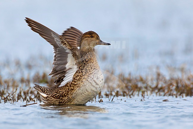 Vrouwtje Wintertaling; Female Common Teal stock-image by Agami/Daniele Occhiato,