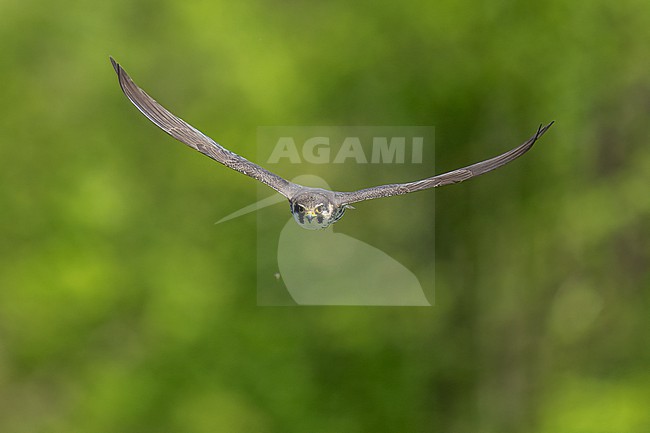 Eurasian Hobby (Falco subbuteo) hunting insects in front of green background in Switzerland. stock-image by Agami/Marcel Burkhardt,