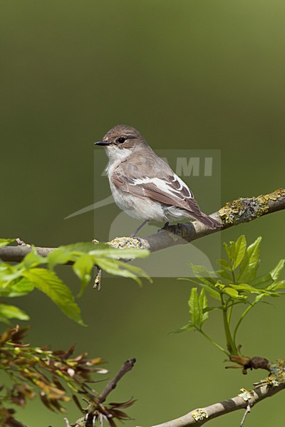 Bonte Vliegenvanger zittend op tak van Es. European Pied Flycatcher sitting on branche of Ash stock-image by Agami/Ran Schols,
