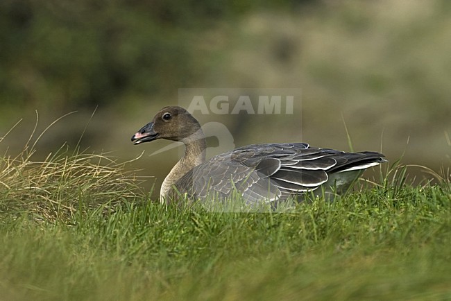 Pink-footed Goose immature; Kleine Rietgans onvolwassen stock-image by Agami/Marc Guyt,