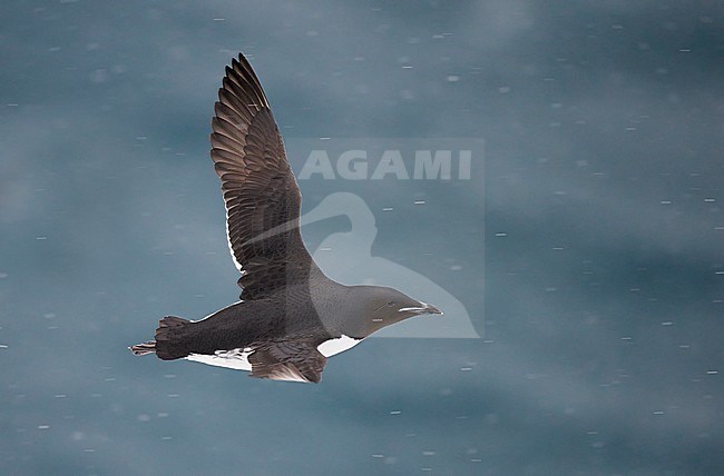Kortbekzeekoet in vlucht, Thick-billed Murre in flight stock-image by Agami/Markus Varesvuo,