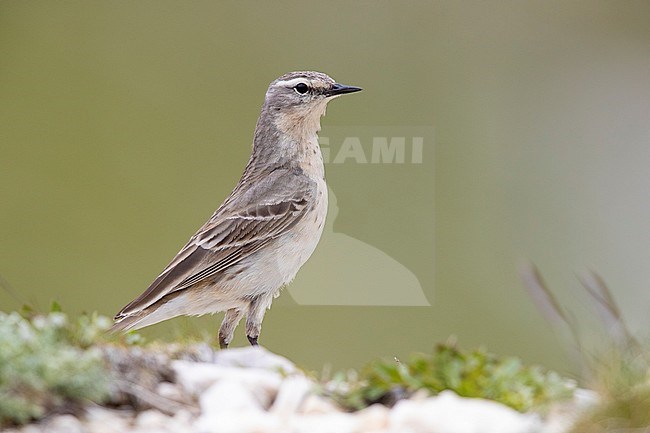 Water Pipit (Anthus spinoletta), side view of an adult standing on a rock, Abruzzo, Italy stock-image by Agami/Saverio Gatto,