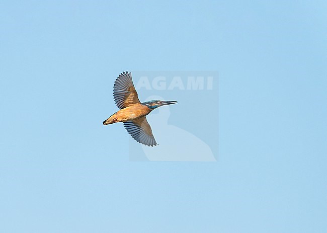 Common Kingfisher (Alcedo atthis) flying, migrating in blue sky stock-image by Agami/Ran Schols,