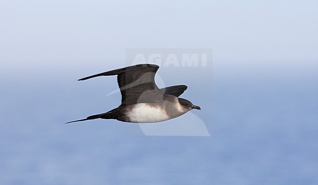 Kleine Jager, Parasitic Jaeger, Stercorarius parasiticus stock-image by Agami/Hugh Harrop,